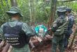 FANB incauta más de 5 toneladas de presunta marihuana en Amazonas