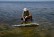 Más de 30 delfines murieron tras el derrame de crudo en el mar Negro