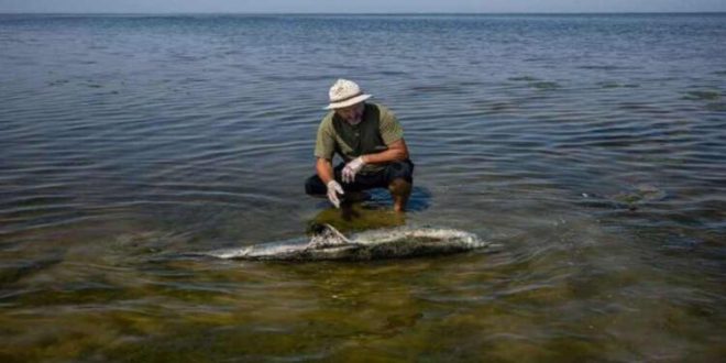 Más de 30 delfines murieron tras el derrame de crudo en el mar Negro