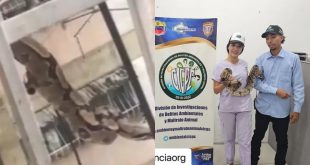 Rescataron a serpiente que se había escapado de su jaula en Casalta, ahora vivirá en el Zoológico de Caricuao