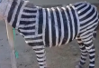 Chinese zoo unleashes controversy when painting donkeys such as zebras and dogs like tigers