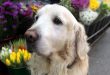 Ney is a curious dog that encourages the Coruña Plaza de Lugo for almost thirteen years.