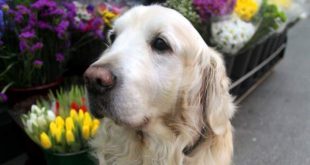 Ney is a curious dog that encourages the Coruña Plaza de Lugo for almost thirteen years.