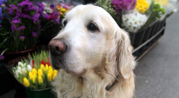 Ney is a curious dog that encourages the Coruña Plaza de Lugo for almost thirteen years.