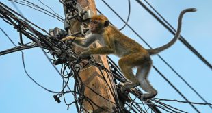 Mono Caja Nacional Blackman in Sri Lanka