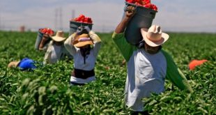 Productores Mexicanos Hacen un Llamado al Diálogo en Medio de Tensiones Comerciales