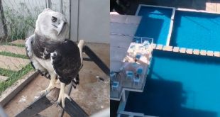 Prosecutor Investiga Hotel in Bolívar due to illegal wildlife, including harpy eagle in danger of extinction