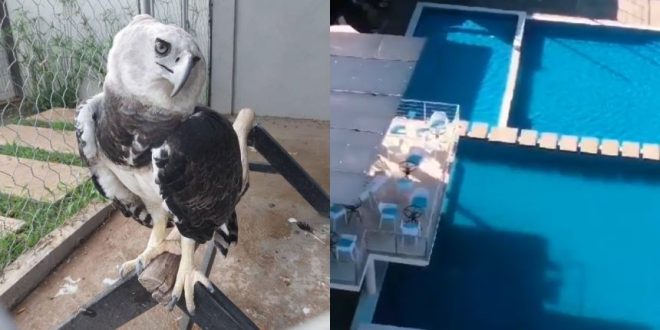 Prosecutor Investiga Hotel in Bolívar due to illegal wildlife, including harpy eagle in danger of extinction