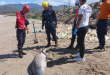 Sucre: They find a dead dolphin on the coast, authorities investigate the causes