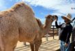 El camello mexicano, este ejemplar nació hace poco en Los Cabos, México. Foto: Paula Díaz, VOA.