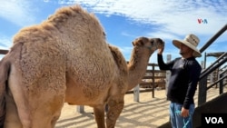 El camello mexicano, este ejemplar nació hace poco en Los Cabos, México. Foto: Paula Díaz, VOA.