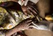 WHO maintains the international emergency for the MPOX in the face of the growing number of cases