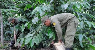 Crisis with coffee in Cuba: "Libra without toast is 500 pesos"