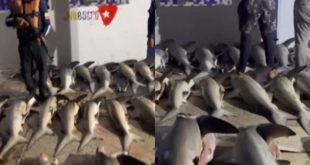 PNB stops two people by illicit shark transport in Sucre