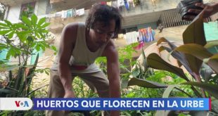 Antiguos espacios abandonados en San Salvador sirven ahora de huertos urbanos