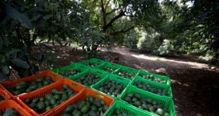 México podrá reiniciar la exportación EEUU de aguacate y mango luego de retomarse el proceso de certificación