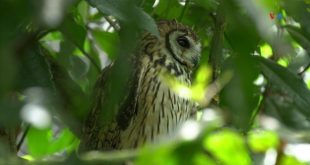 En Fotos | Bioparque La Reserva, refugio de animales rescatados del tráfico de especies en Colombia