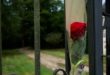 Una rosa roja en la entrada de la residencia del fallecido actor francés Alain Delon, en Douchy, central Francentro de Francia, este 18 de agosto de 2024.