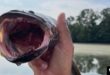 Los peces cabeza de serpiente tienen dientes afilados y pueden respirar aire, lo que les permite sobrevivir fuera del agua durante varios días, siempre que su piel permanezca húmeda.