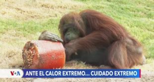 Zoológico de Phoenix aplica medidas especiales para proteger a los animales en verano