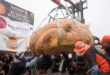 La calabaza propiedad de Travis Gienger, de Anoka, Minnesota, es inspeccionada antes de pesarla en 2471 libras para ganar el Campeonato Mundial de Pesaje de Calabazas de Safeway en Half Moon Bay, California, el lunes 14 de octubre de 2024. (Foto AP/Jeff Chiu).