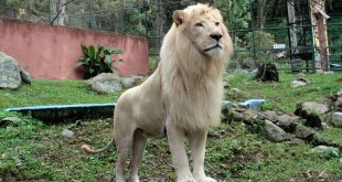 Accidente en el Zoológico de Mérida: Vigilante pierde brazo tras contacto con un león