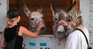 Californianos evacuaron a perros, gatos, caballos y hasta cerdos ante avance de las llamas