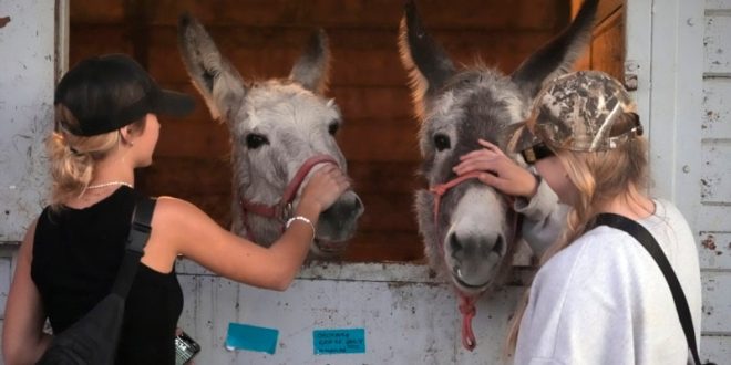 Californianos evacuaron a perros, gatos, caballos y hasta cerdos ante avance de las llamas