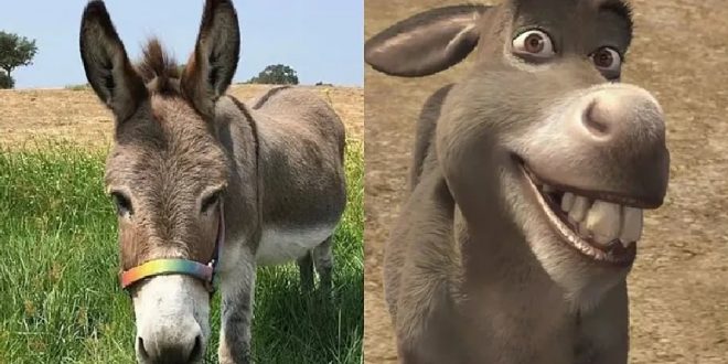 El burro que inspiró al entrañable «Burro» de Shrek falleció a los 30 años.