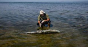 Más de 30 delfines murieron tras el derrame de crudo en el mar Negro