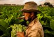 Menos tabaco sembrado en Cuba, ¿por qué?