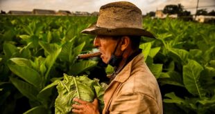 Menos tabaco sembrado en Cuba, ¿por qué?