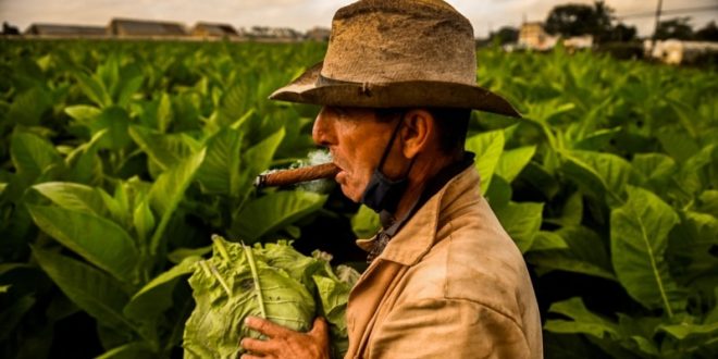 Menos tabaco sembrado en Cuba, ¿por qué?