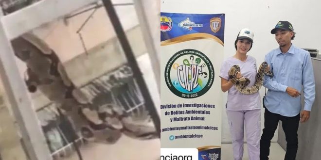 Rescataron a serpiente que se había escapado de su jaula en Casalta, ahora vivirá en el Zoológico de Caricuao