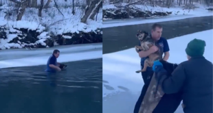 VIRAL: Así un hombre salvó a perrito de morir ahogado tras caer a río helado en EEUU